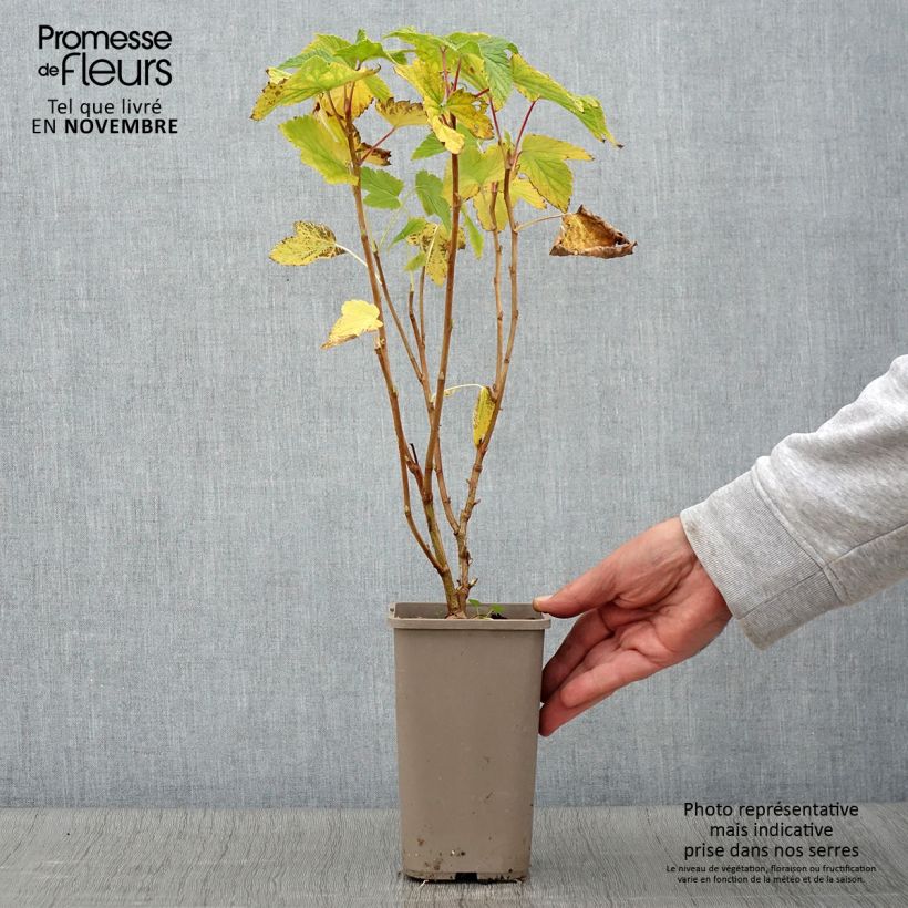 Spécimen de Cassissier Cassissima Blackbells Pot de 1,5L/2L tel que livré en automne