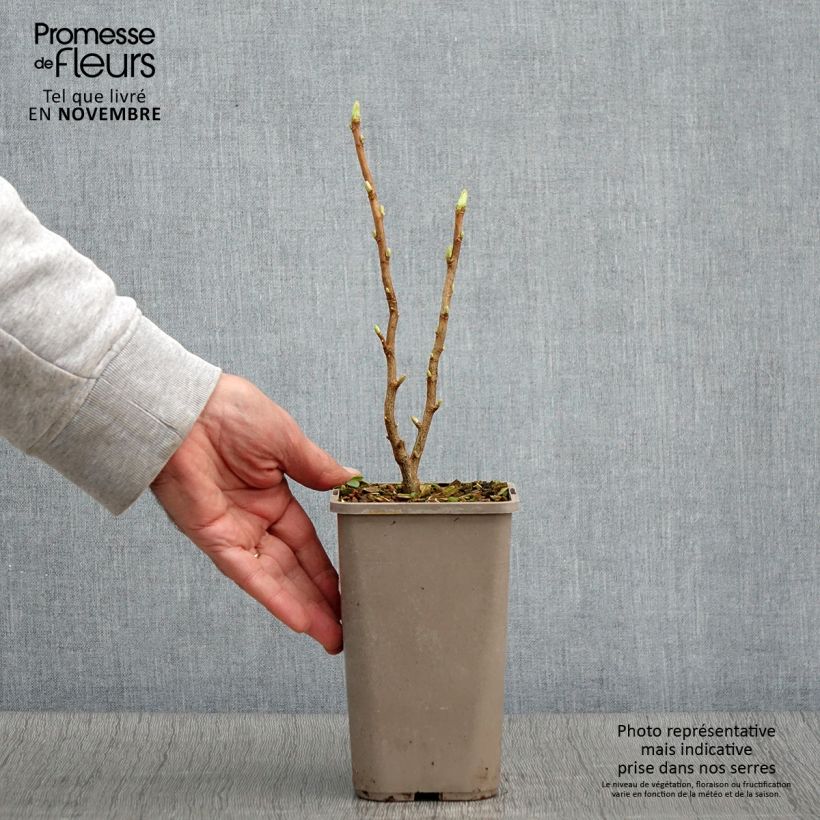 Spécimen de Cassissier Cassissima Green Life Pot de 1,5L/2L tel que livré en automne