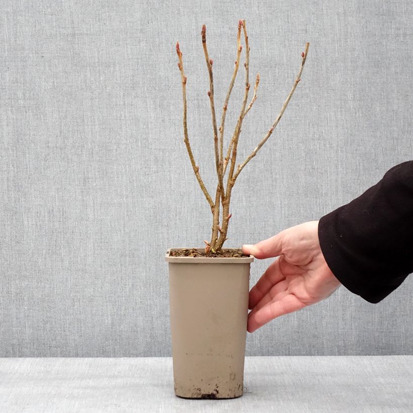 Spécimen de Cassissier Cassissima Green Life Pot de 1,5L/2L tel que livré en hiver