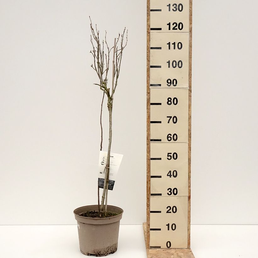 Spécimen de Cassissier Delbard Robusta - Ribes nigrum Pot de 7,5L/10L, 1/4 de tige tel que livré en hiver