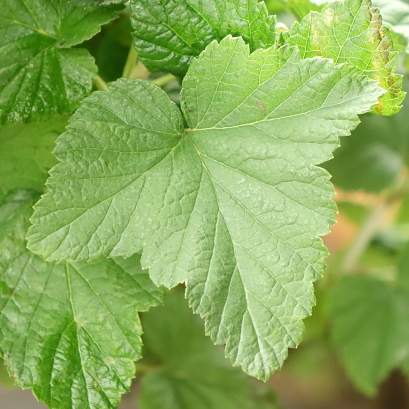 Cassissier Delbard Robusta - Ribes nigrum (Feuillage)
