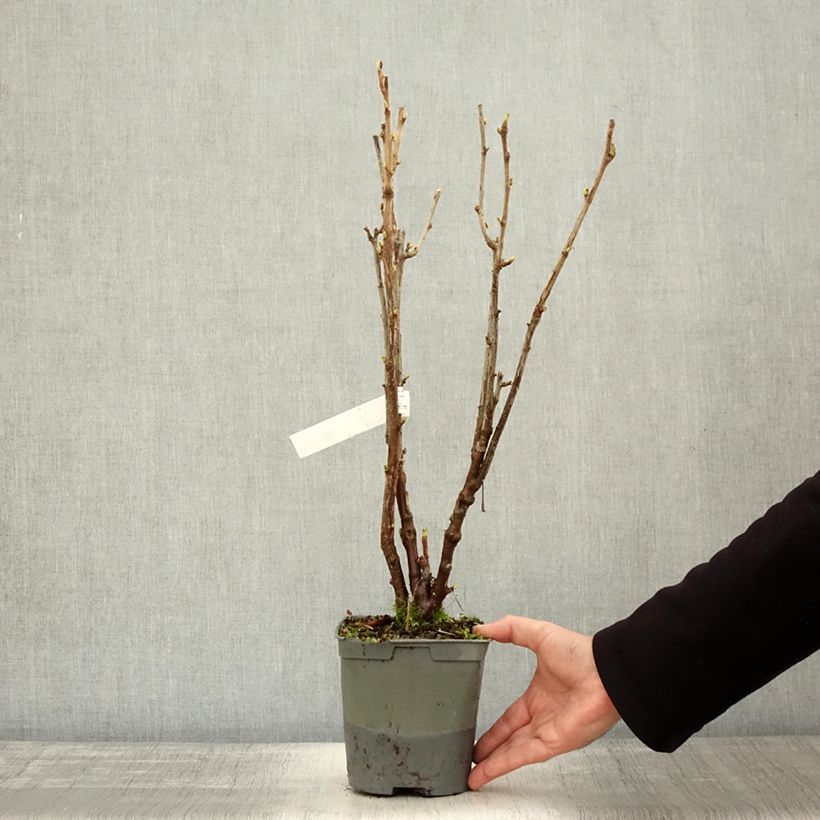 Spécimen de Cassissier Neva  Pot de 2L/3L, Buisson tel que livré en automne