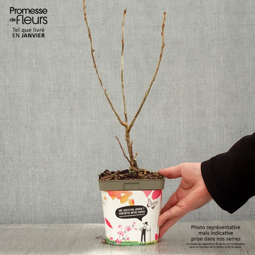 Spécimen de Cassissier Neva  Pot de 2L/3L, Buisson tel que livré en hiver