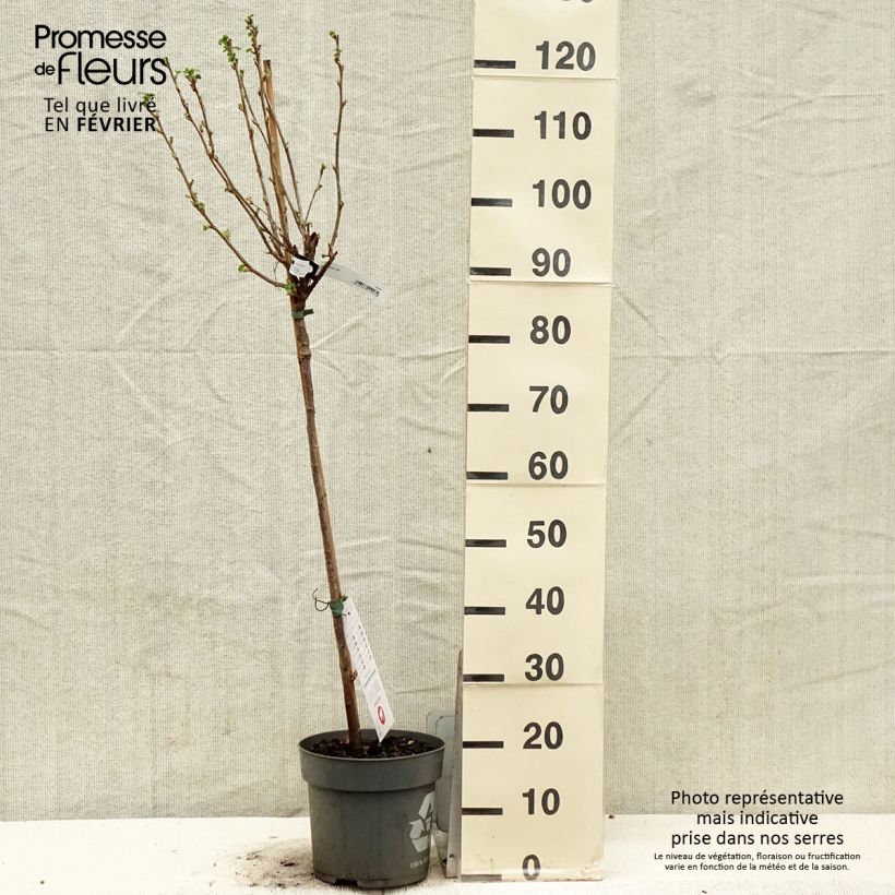 Spécimen de Cassissier Ojebyn - Ribes nigrum Pot de 6L/7L, Tige de 40 cm tel que livré en hiver