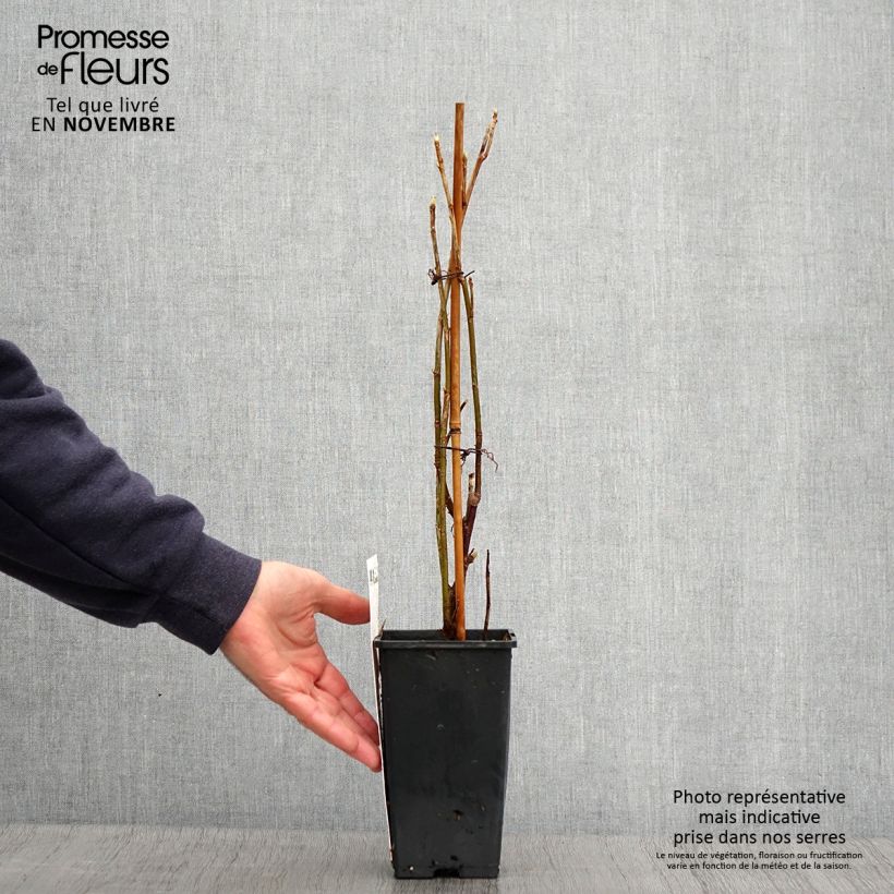 Spécimen de Cassissier Titania Pot de 1,5L/2L, Buisson tel que livré en automne
