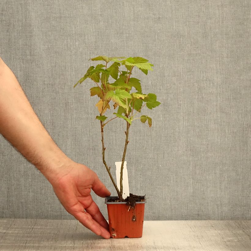 Spécimen de Cassissier Titania Godet de 8/9 cm tel que livré au printemps