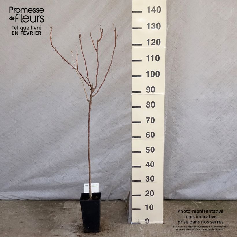Spécimen de Cassissier Titania Pot de 1,5L/2L, Tige de 90cm tel que livré en hiver
