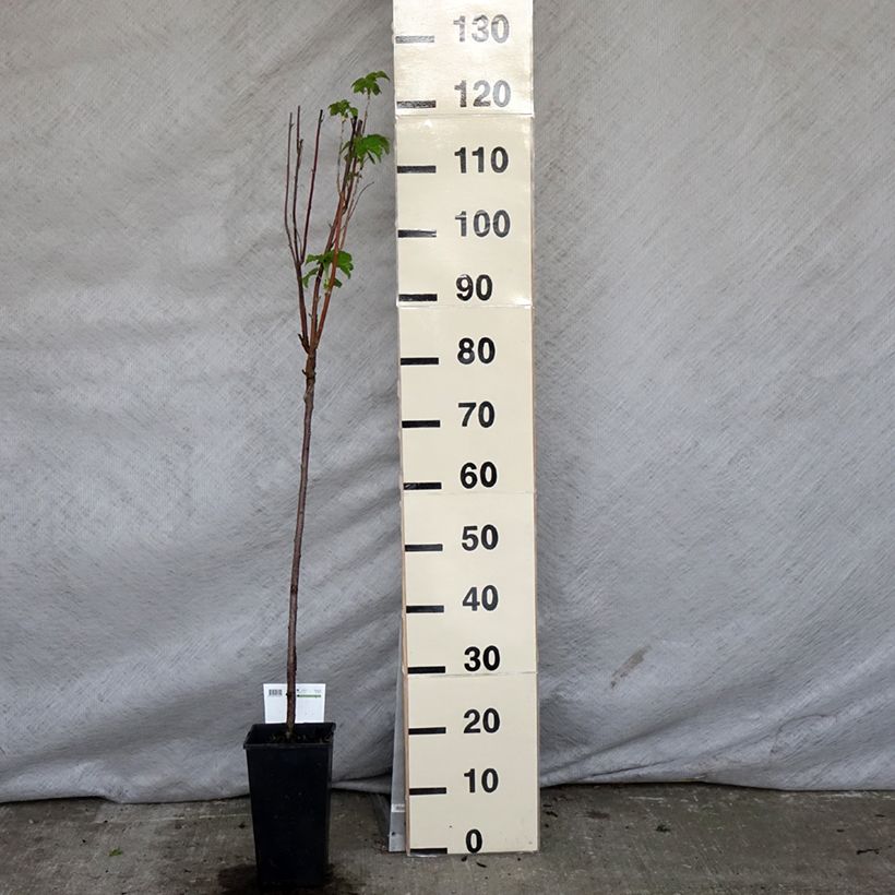 Spécimen de Cassissier Titania Pot de 1,5L/2L, Tige, Tige de 90cm tel que livré au printemps