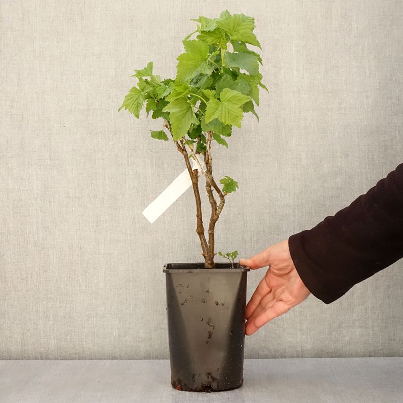 Spécimen de Cassissier Triton Pot de 2L/3L, Touffe tel que livré au printemps