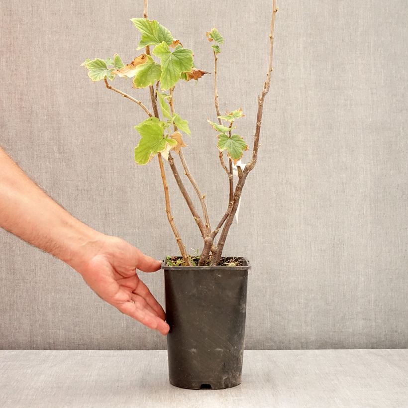 Spécimen de Cassissier Triton Pot de 2L/3L, Touffe tel que livré en été