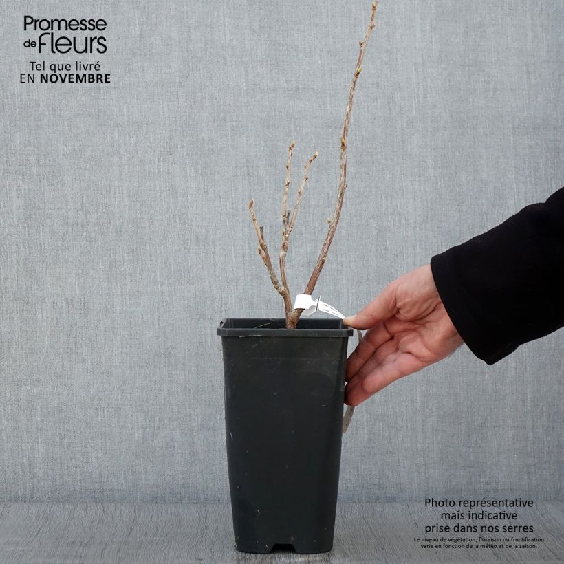 Spécimen de Cassissier Troll - Ribes nigrum Pot de 2L/3L, Buisson tel que livré en automne