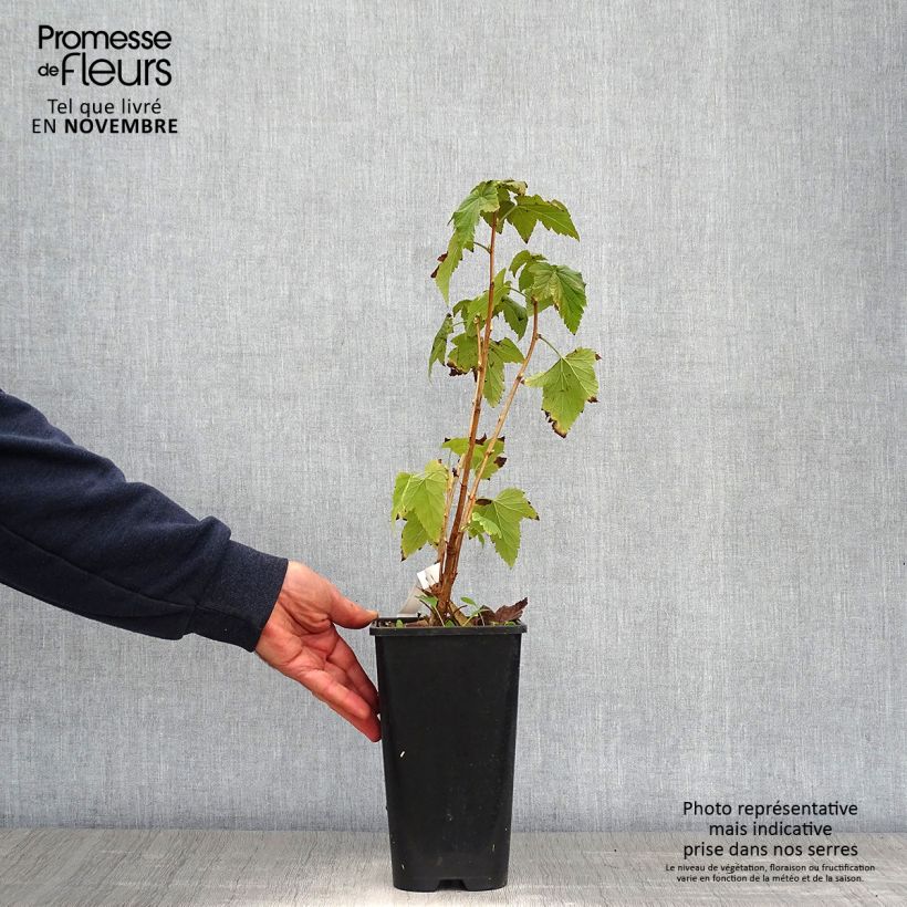 Spécimen de Cassissier Wellington Pot de 1,5L/2L, Buisson tel que livré en automne