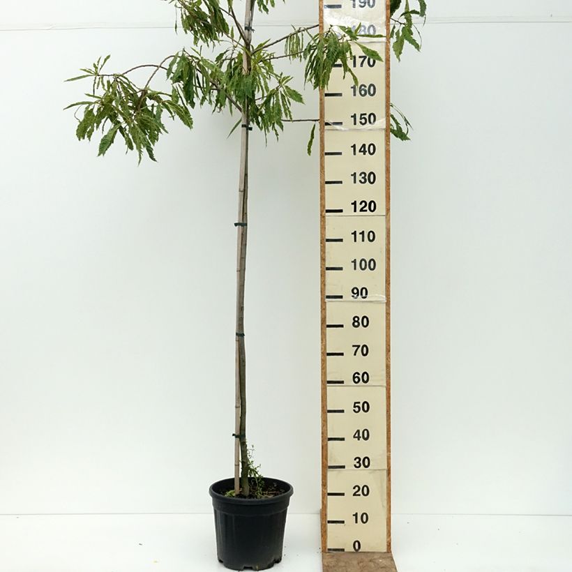 Spécimen de Castanea sativa Aspleniifolia - Châtaignier à feuille de fougère Pot de 7,5L/10L, Tige tel que livré en été