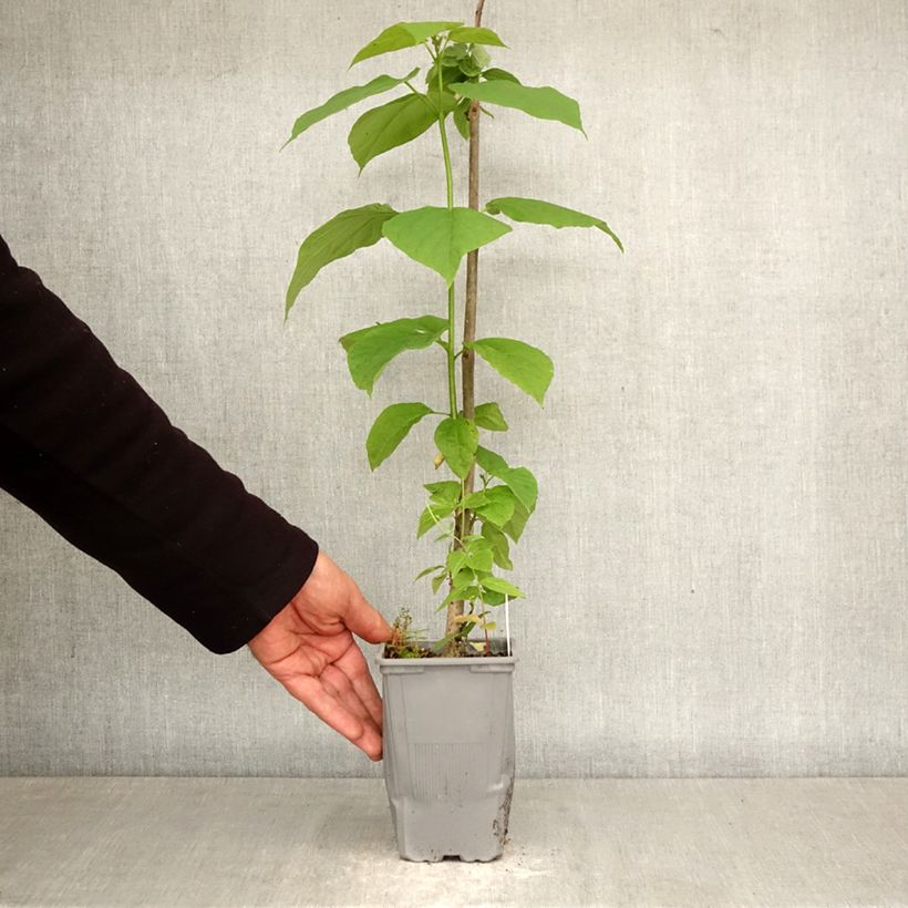 Spécimen de Catalpa bignonioides - Catalpa commun Pot de 12 cm / 13 cm, Baliveau tel que livré au printemps