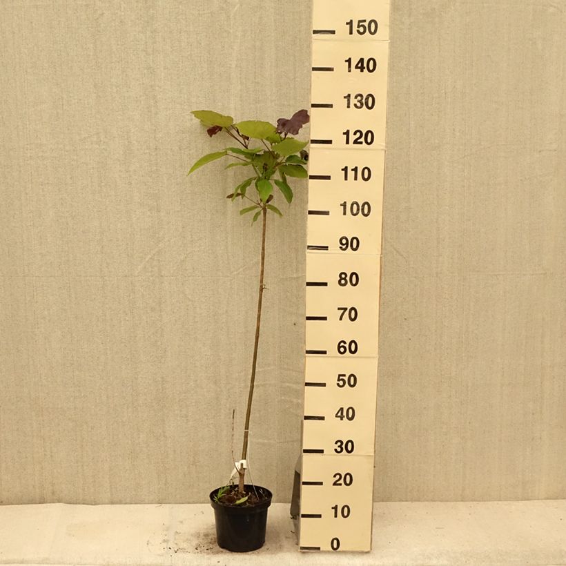 Spécimen de Catalpa erubescens Purpurea - Catalpa pourpre Pot de 3L/4L tel que livré en été