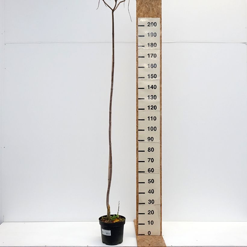 Spécimen de Catalpa ovata Slender Silhouette - Catalpa de Chine Pot de 7,5L/10L tel que livré en automne