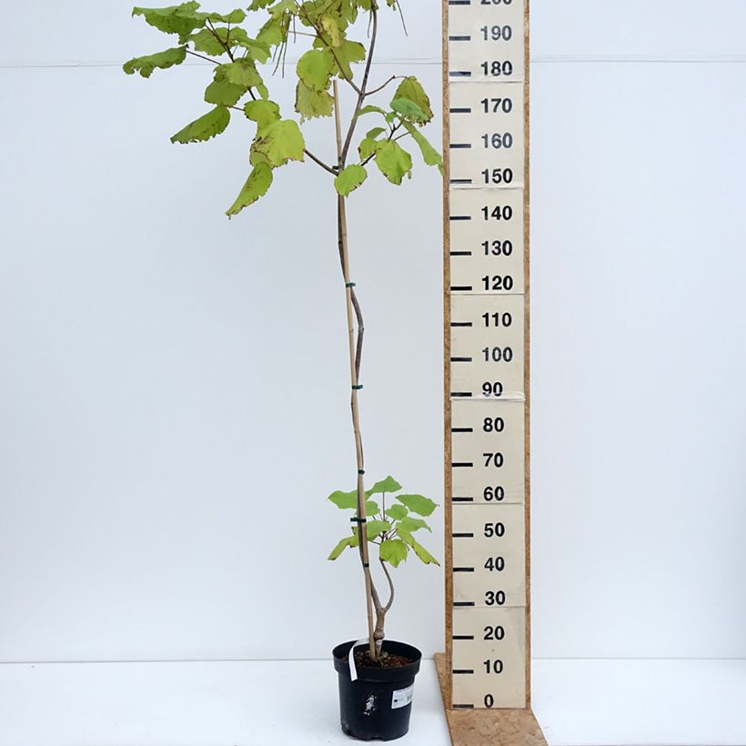 Spécimen de Catalpa ovata Slender Silhouette - Catalpa de Chine Pot de 7,5L/10L tel que livré en été