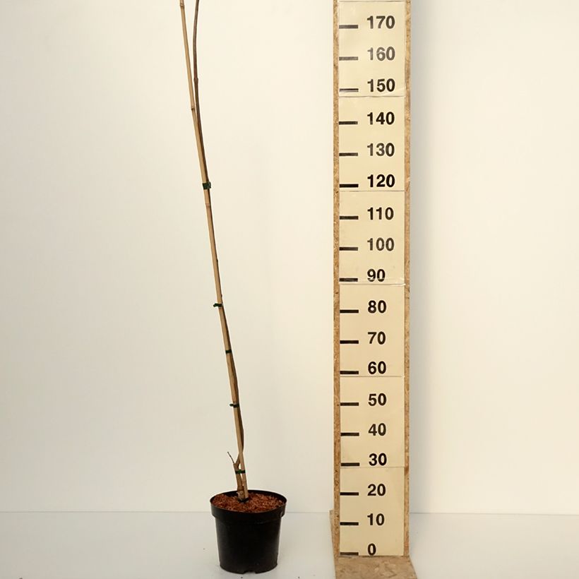 Spécimen de Catalpa ovata Slender Silhouette - Catalpa de Chine Pot de 7,5L/10L tel que livré en hiver