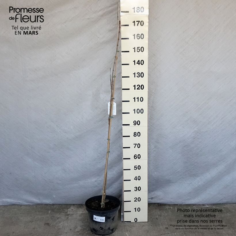 Exemplar von Prächtiger Trompetenbaum Pulverulenta - Catalpa speciosa Topf mit 7,5L/10L wie im Frühjahr geliefert