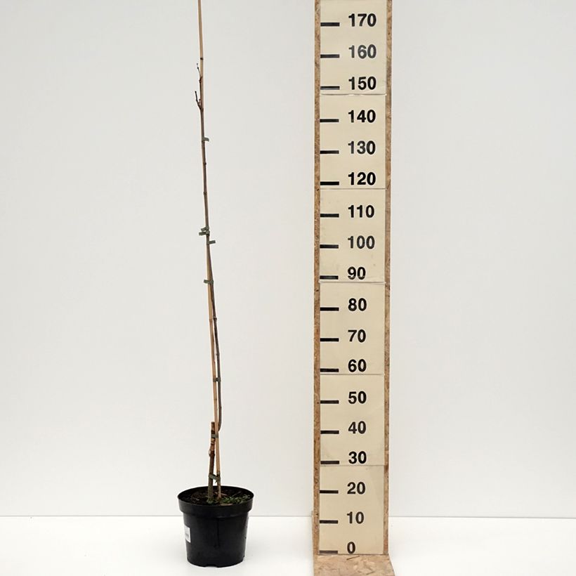 Spécimen de Catalpa speciosa Pulverulenta - Catalpa élégant Pot de 7,5L/10L tel que livré en hiver