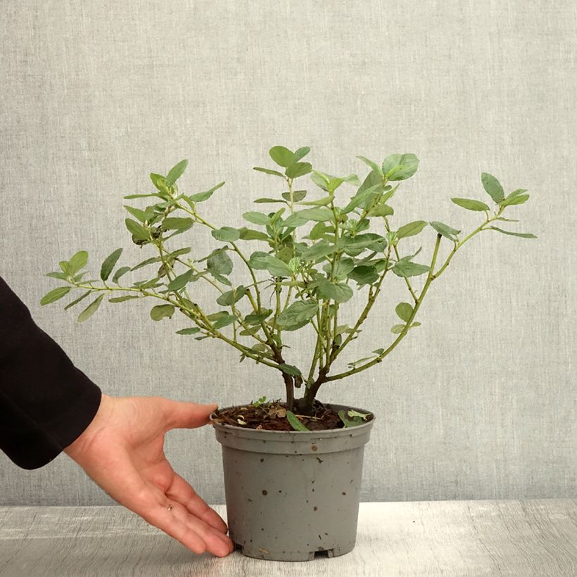 Spécimen de Céanothe arboreus Trewithen Blue Pot de 2L/3L tel que livré en automne