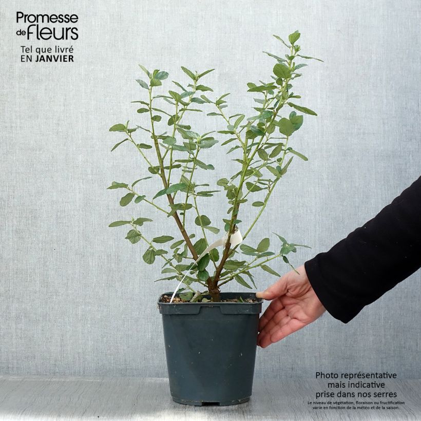 Spécimen de Céanothe arboreus Trewithen Blue Pot de 4L/5L tel que livré en hiver