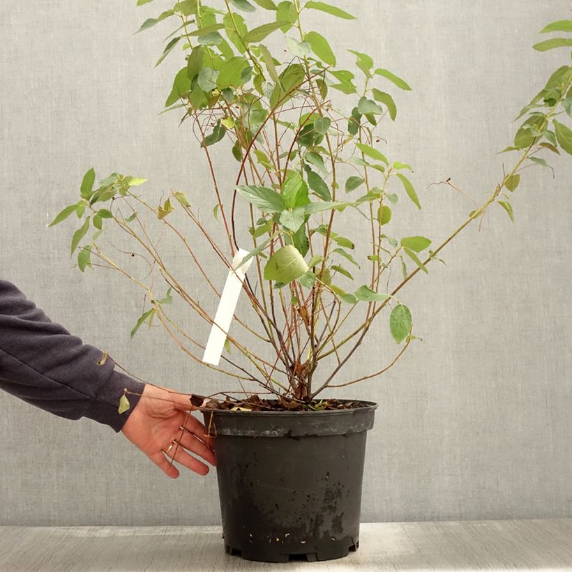 Spécimen de Ceanothe Gloire de Versailles - Ceanothus delilianus Pot de 7,5L/10L tel que livré en automne
