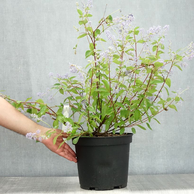Spécimen de Ceanothe Gloire de Versailles - Ceanothus delilianus Pot de 7,5L/10L tel que livré en été