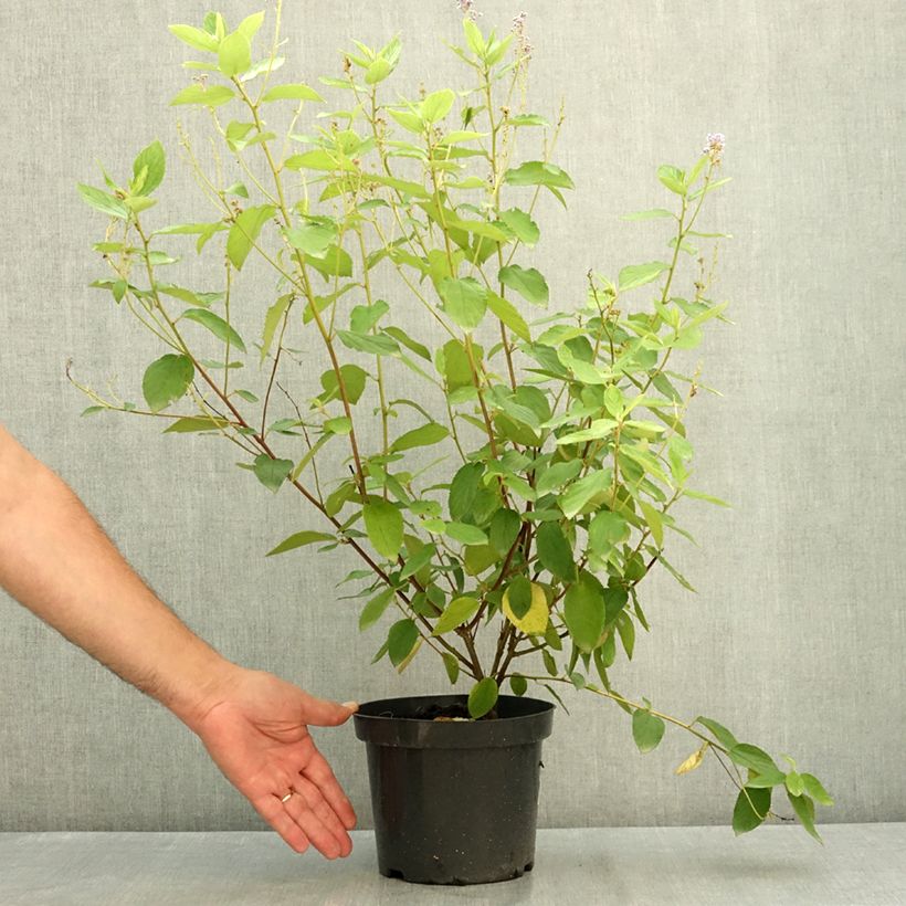 Spécimen de Ceanothe Gloire de Versailles - Ceanothus delilianus Pot de 3L/4L tel que livré en été