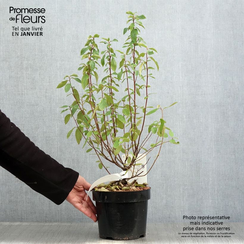 Spécimen de Céanothe Henri Desfossé - Lilas de Californie Pot de 2L/3L tel que livré en hiver