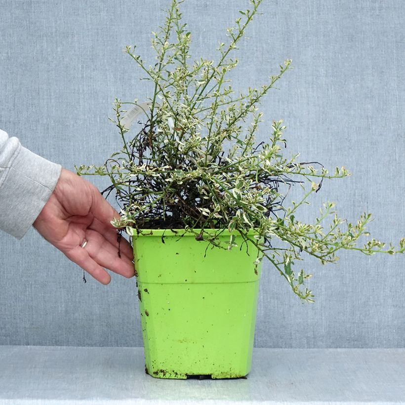 Spécimen de Céanothe impressus Cool Blue - Lilas de Californie Pot de 4L/5L tel que livré en été