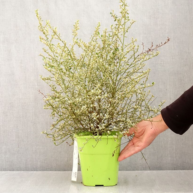 Spécimen de Céanothe impressus Cool Blue - Lilas de Californie Pot de 4L/5L tel que livré en automne