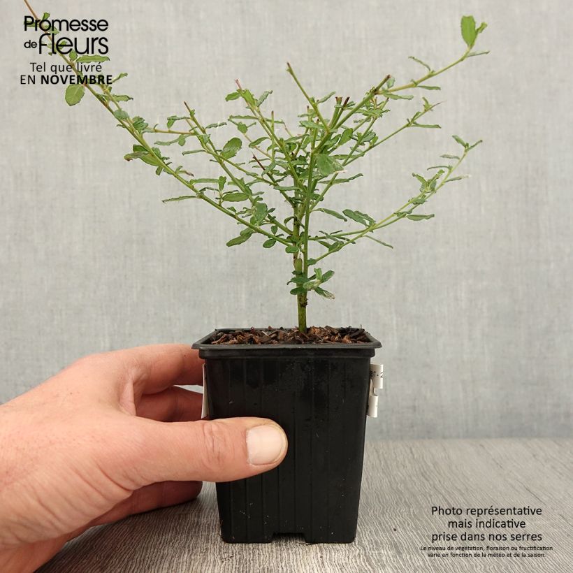 Spécimen de Ceanothus Italian Skies - Lilas de Californie Godet de 8/9 cm tel que livré en automne