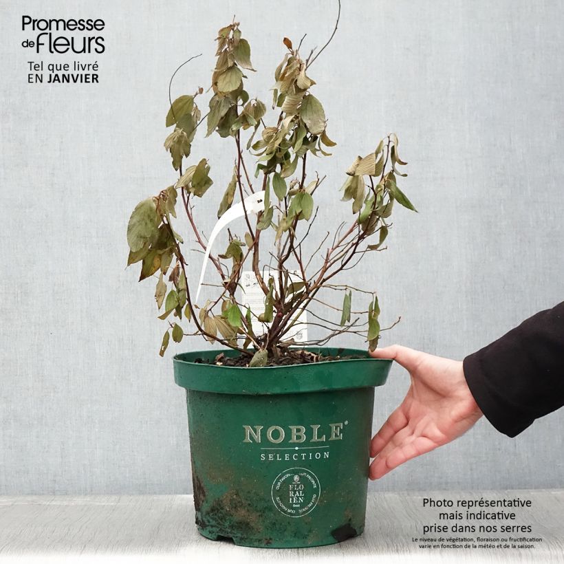 Spécimen de Céanothe pallidus Marie Blue (Marie Bleue) - Céanothe caduc Pot de 7,5L/10L tel que livré en hiver