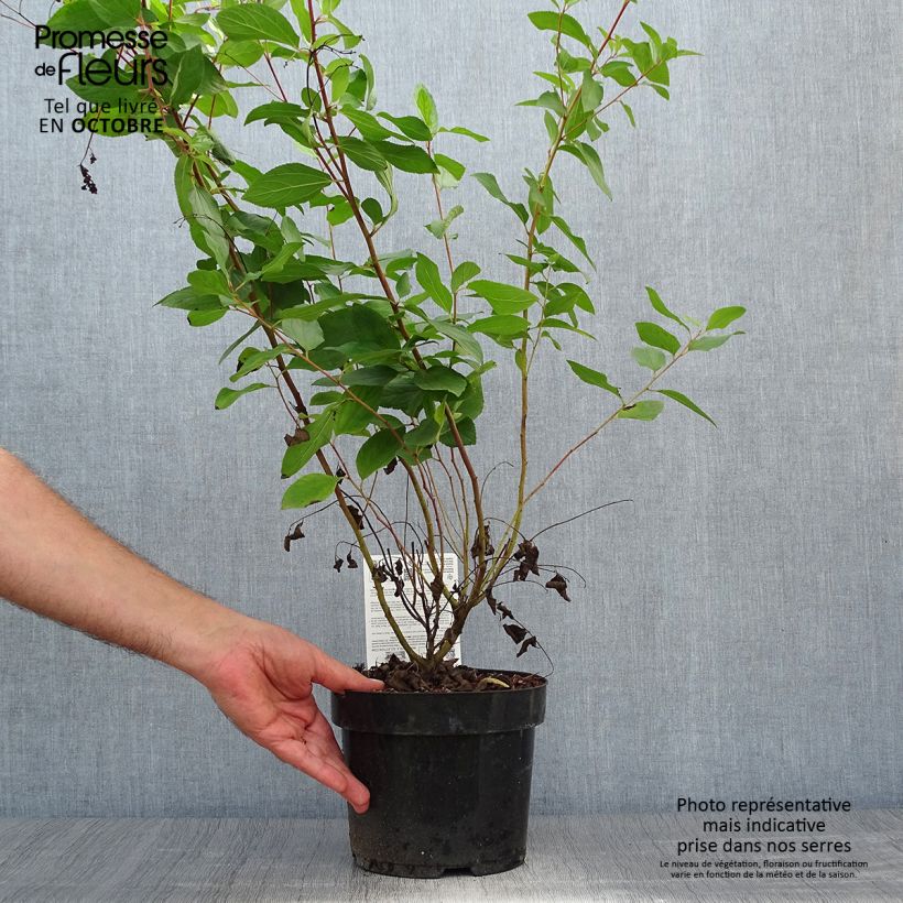 Spécimen de Céanothe pallidus Marie Rose - Lilas de Californie Pot de 3L/4L tel que livré en automne