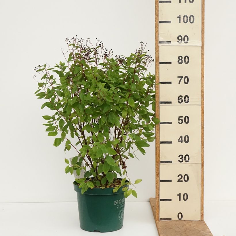 Spécimen de Céanothe pallidus Marie Rose - Lilas de Californie Pot de 7,5L/10L tel que livré en automne