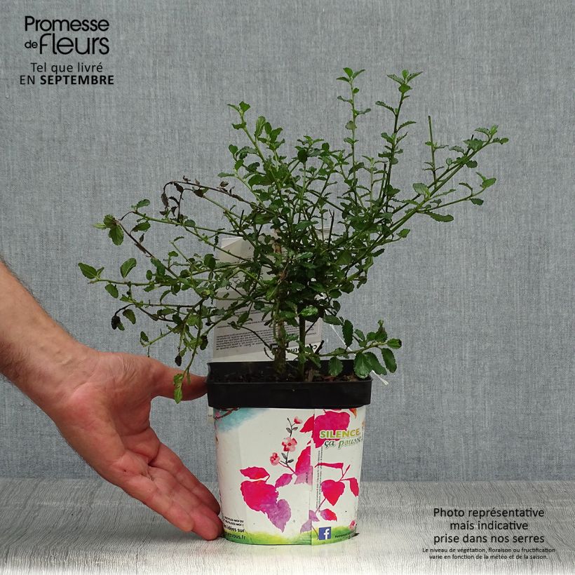 Spécimen de Céanothe prostratus - Céanothe prostré Pot de 2L/3L tel que livré en automne