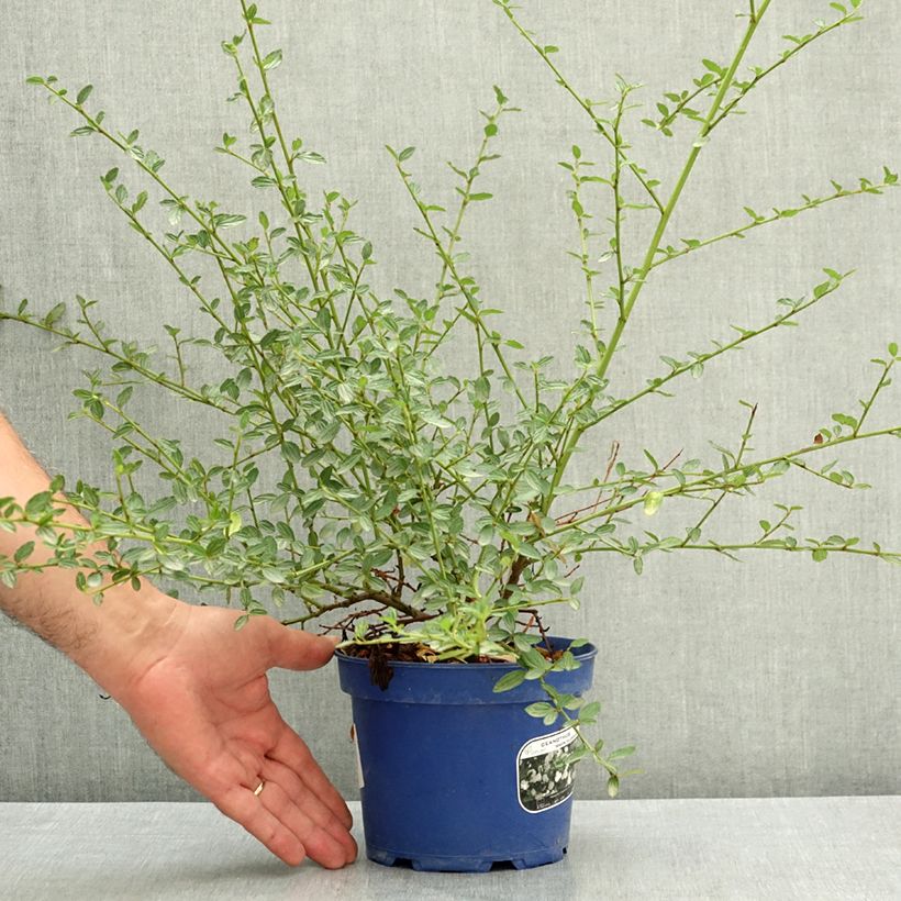 Spécimen de Céanothe Snow Flurries - Lilas de Californie Pot de 2L/3L tel que livré en été