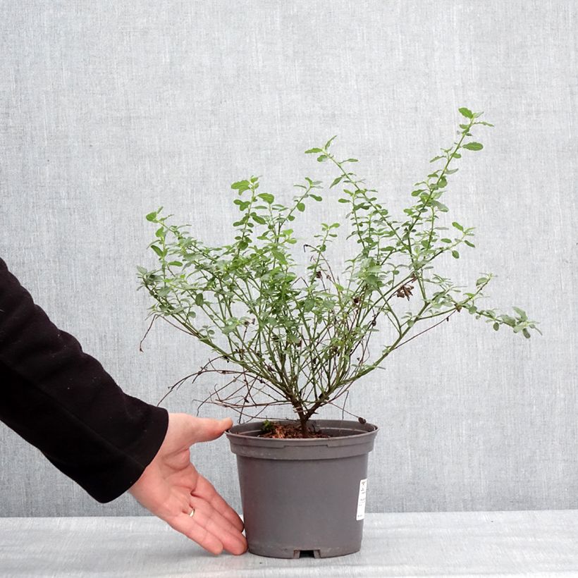 Spécimen de Céanothe Snow Flurries - Lilas de Californie Pot de 2L/3L tel que livré en hiver