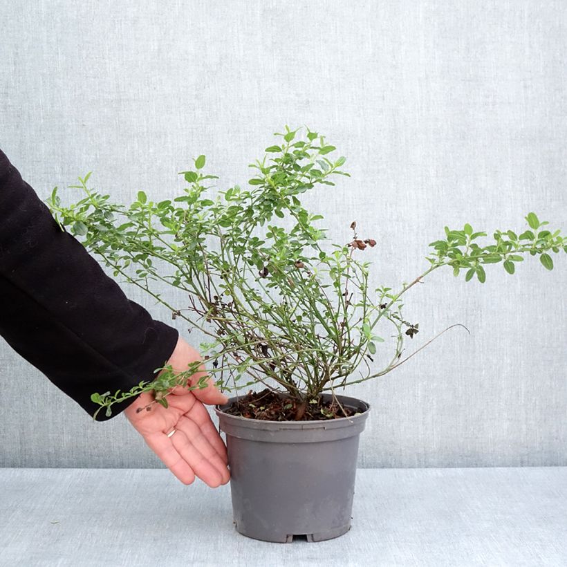 Spécimen de Céanothe Snow Flurries - Lilas de Californie Pot de 2L/3L tel que livré au printemps