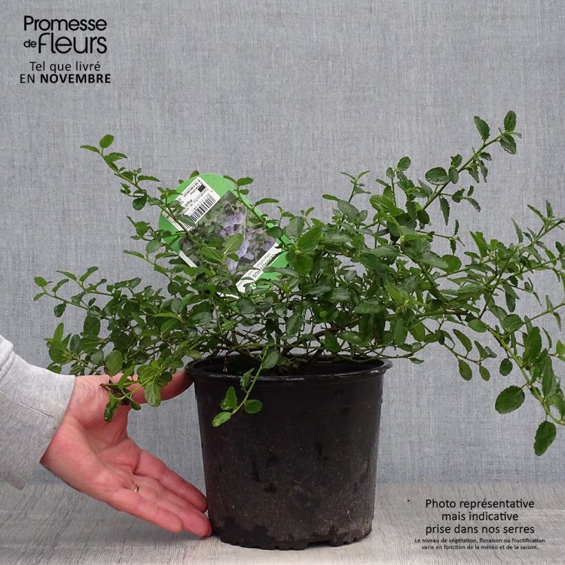 Spécimen de Ceanothus thyrsiflorus repens - Lilas de Californie Pot de 2L/3L tel que livré en automne