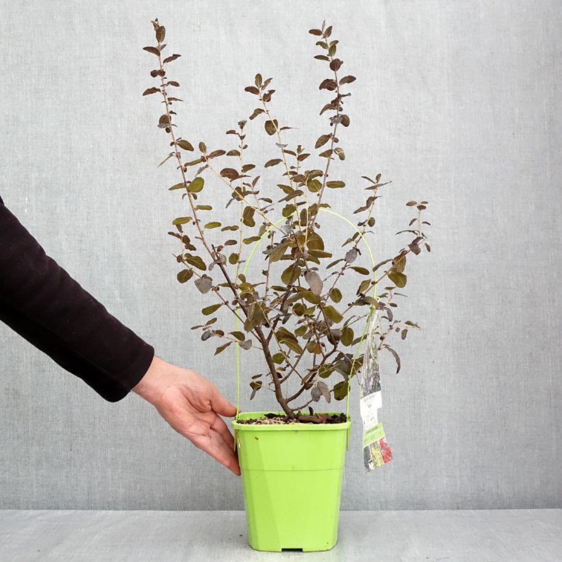 Spécimen de Céanothe Tuxedo Pot de 4L/5L tel que livré en automne