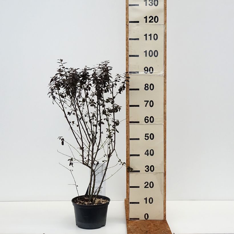 Spécimen de Céanothe Tuxedo Pot de 4L/5L tel que livré en hiver