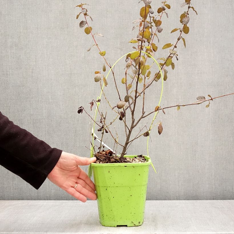 Spécimen de Céanothe Tuxedo Pot de 4L/5L tel que livré au printemps