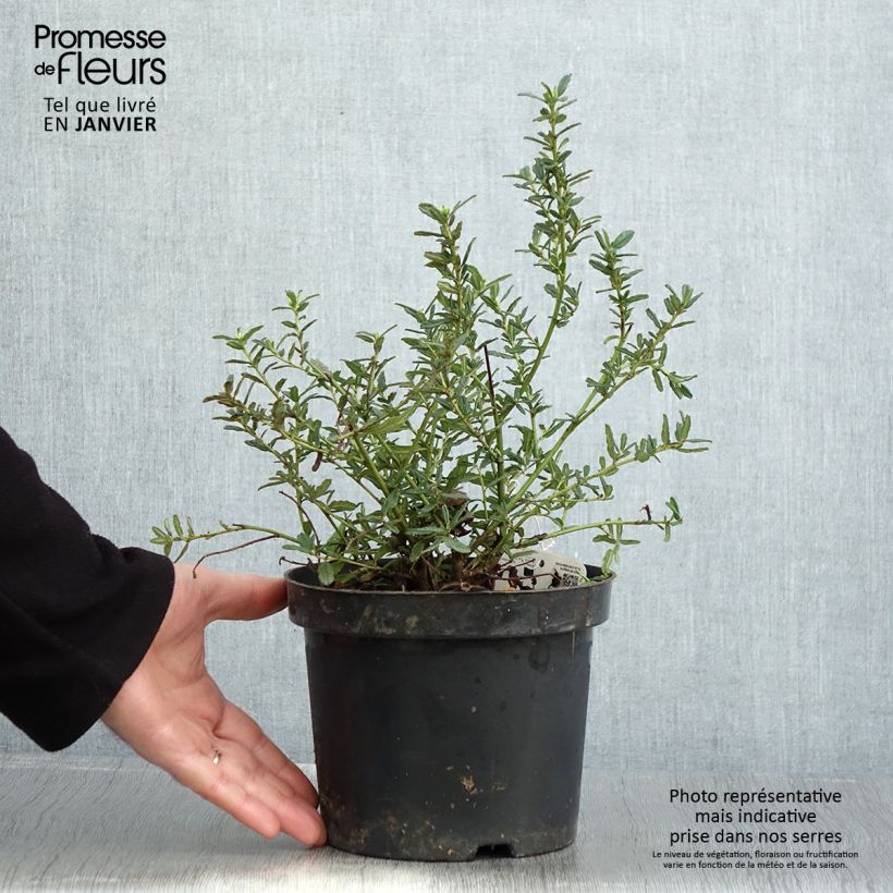 Spécimen de Céanothe (x) Blue Diamond Pot de 2L/3L tel que livré en hiver