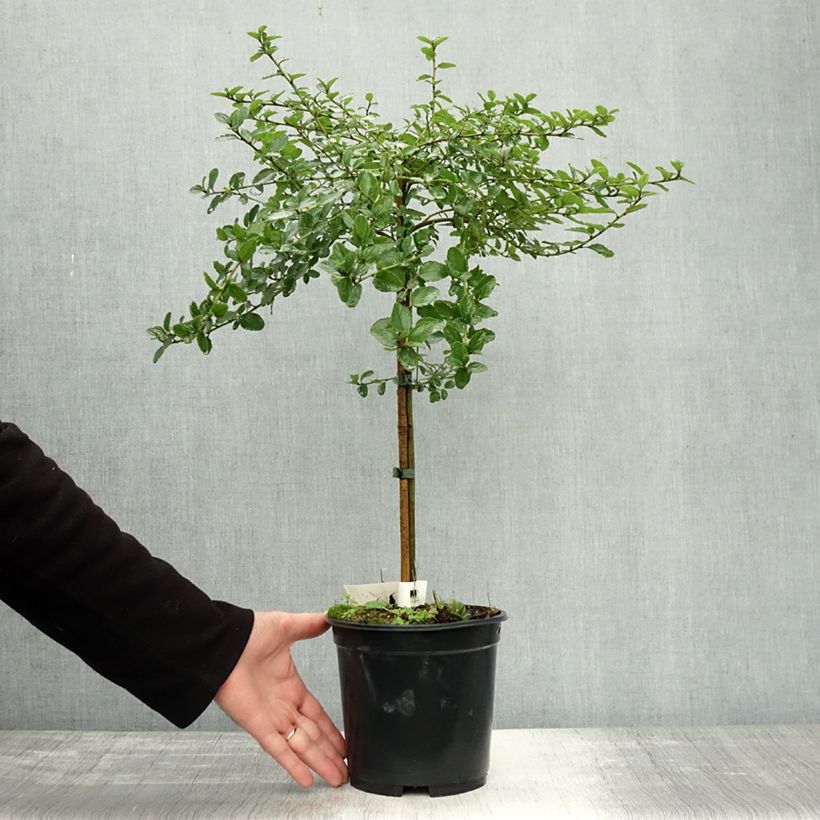 Spécimen de Céanothe (x) Blue Mound Pot de 3L/4L, Tige de 50 cm tel que livré en automne