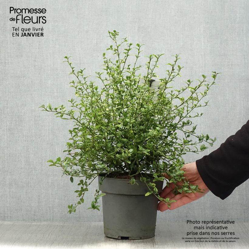 Spécimen de Ceanothus El Dorado - Lilas de Californie Pot de 2L/3L tel que livré en hiver