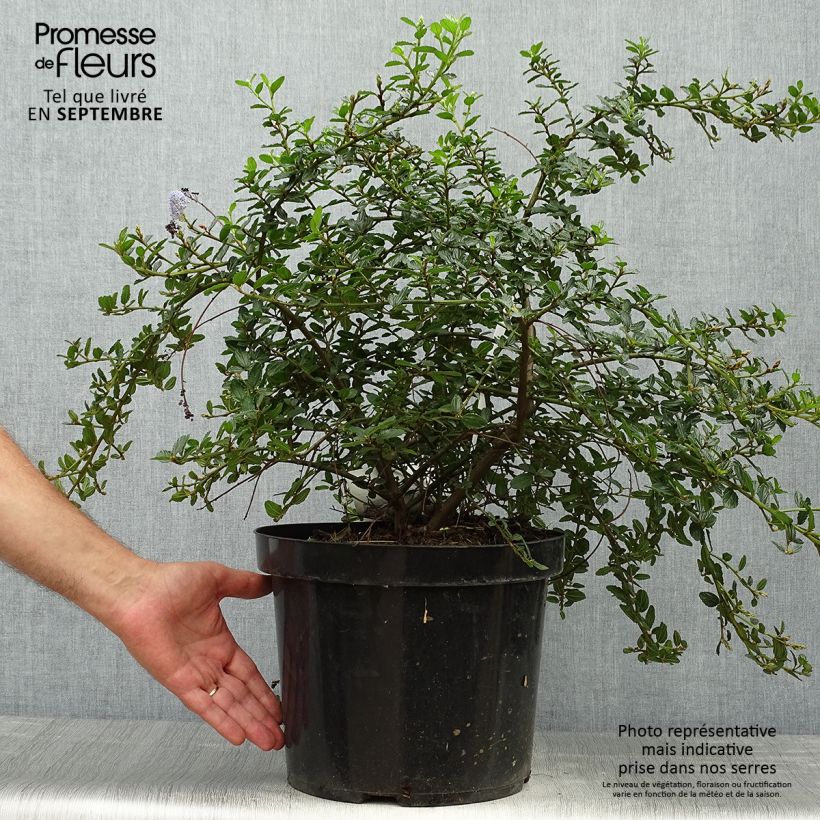 Spécimen de Ceanothus thyrsiflorus repens - Lilas de Californie Pot de 7,5L/10L tel que livré en automne