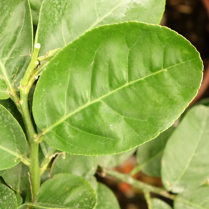 Cédratier - Citrus medica (Feuillage)