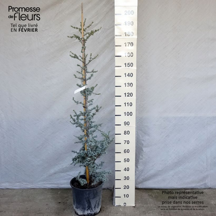 Spécimen de Cèdre bleu de l'Atlas - Cedrus libani Atlantica Glauca Pot de 7,5L/10L tel que livré en hiver